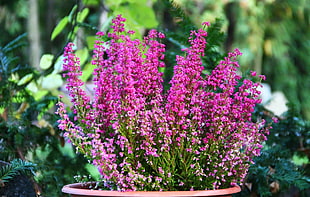 selective focus photo of pink Erica flowers HD wallpaper