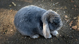 gray Rabbit standing on soil