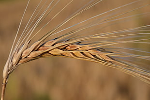 ear, barley, cereals, grain HD wallpaper