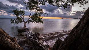 a view of green leafed tree above body of water during sunset, key biscayne, miami, florida