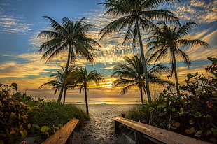 coconut trees, nature, landscape, beach, palm trees HD wallpaper