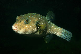 brown and white fish, puffer