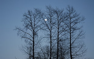 photography of trees and full moon