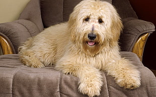 long-coated white and brown dog on gray suede armchair