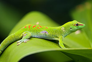 selective focus photo of green gecko