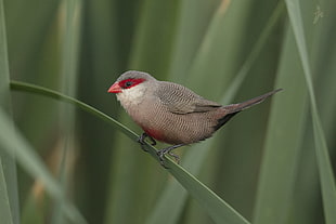 selective focus photo of red and brown bird perched on linear leaf, coral, estrilda astrild, common waxbill, sant'elena