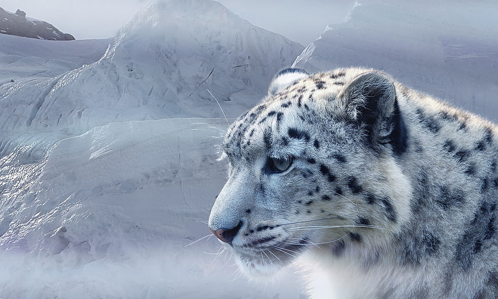 white and black tiger HD wallpaper