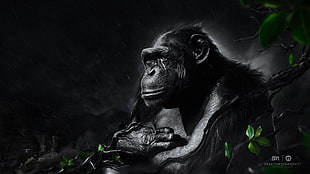 black monkey, Desktopography, animals, rain, apes