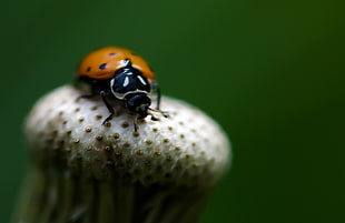 ladybug beetle on white petaled flower closeup photography