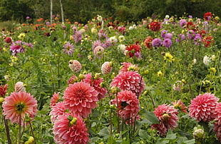 assorted-color Dahlia flowers