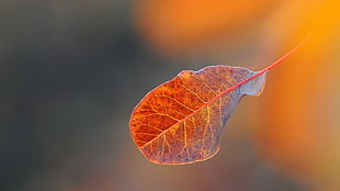 red leaf, nature, leaves HD wallpaper