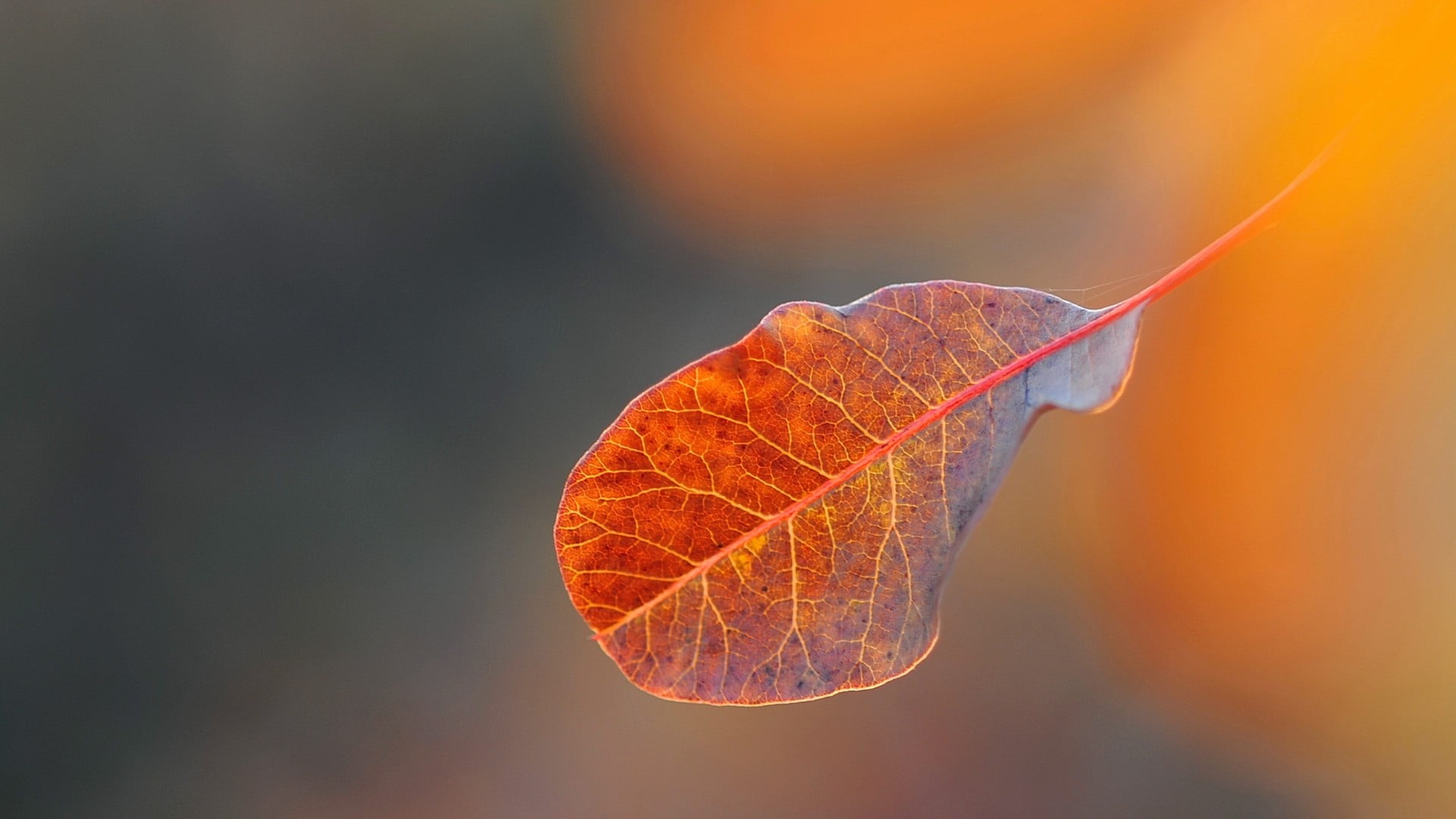 Red Leaf Nature Leaves Hd Wallpaper Wallpaper Flare