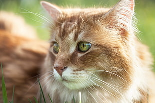 brown short coated cat photo