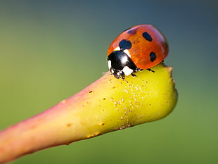 focus photo of red and black ladybug, ladybird