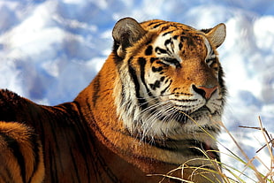 tiger head HD wallpaper