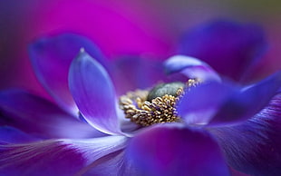 purple Poppy flower in bloom macro photo