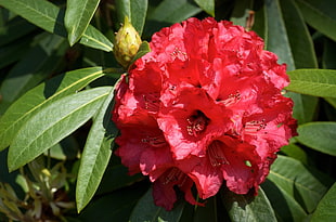 closeup photo of pink Rhododendron flower