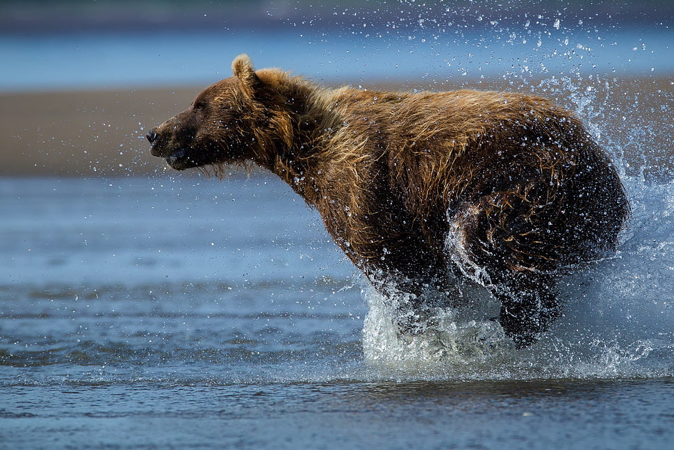 photography of brown bear HD wallpaper