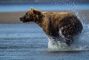 photography of brown bear