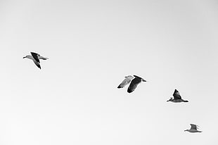 five flying birds on sky