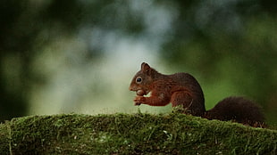 brown squirrel on green grass
