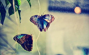 selective focus of two butterflies