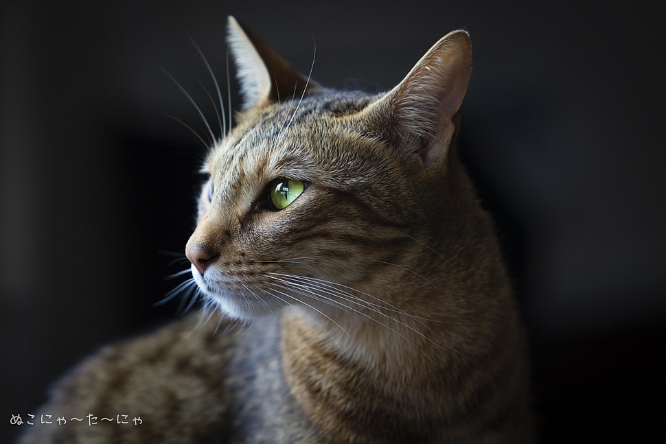 shallow focus on silver Tabby cat HD wallpaper
