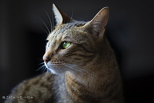 shallow focus on silver Tabby cat