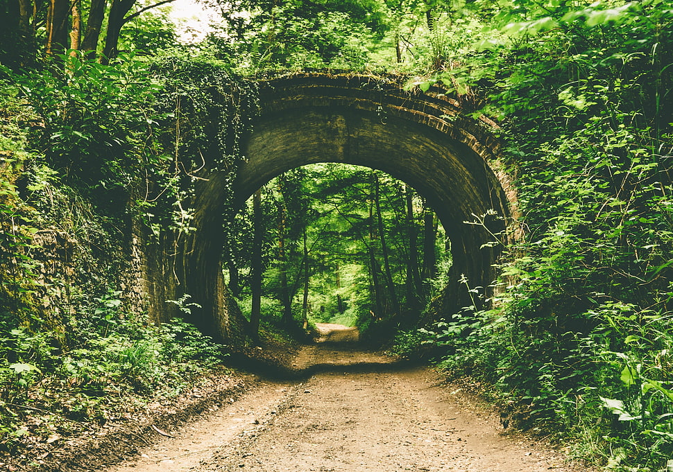 green leafed plants and trees, nature, trees, path, tunnel HD wallpaper