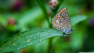 common blue butterfly, butterfly HD wallpaper