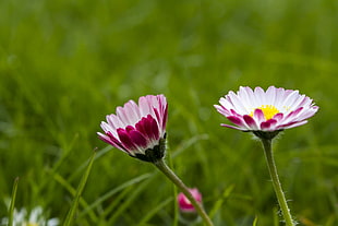 two pink-and-white petaled flowers, daisies