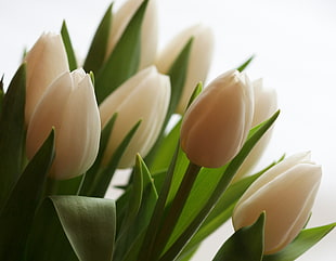 white Tulip selective photography HD wallpaper