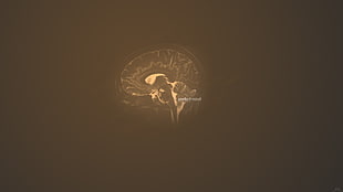 human brain illustration, simple background, brain