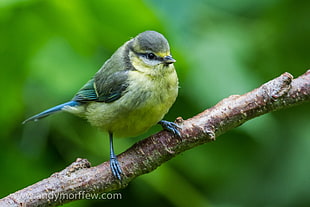 selective focus of Finch bird on tree branch, blue tit