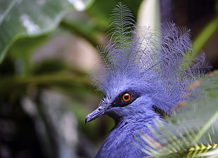 purple spiky hair bird, crowned pigeon