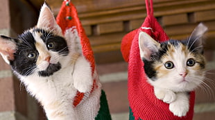 two calico kittens HD wallpaper