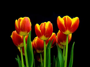 red-and-yellow half bloom tulip bouquet flower, tulips HD wallpaper