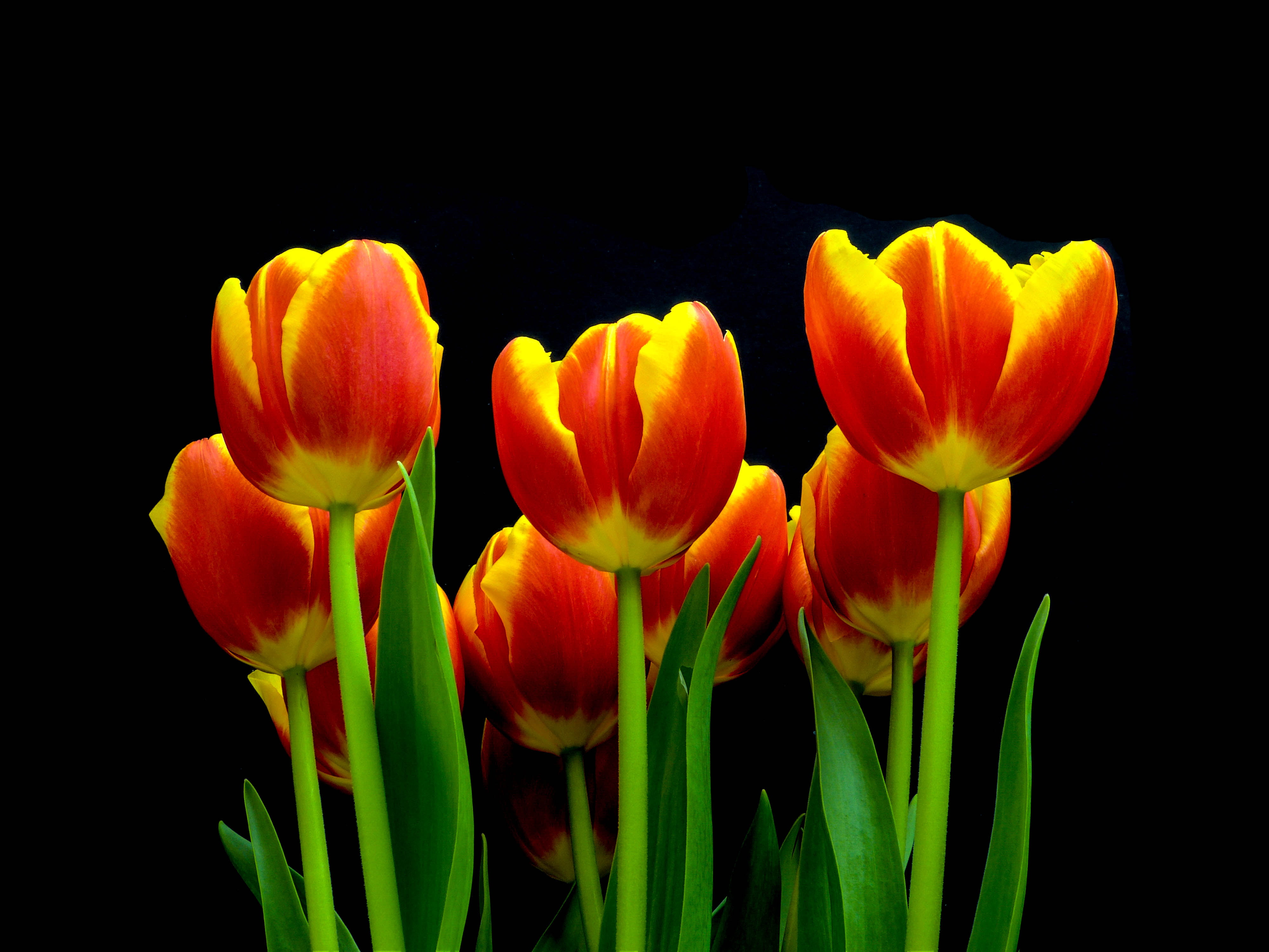 Red-and-yellow half bloom tulip bouquet flower, tulips HD ...