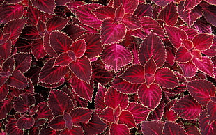 purple Coleus plants HD wallpaper