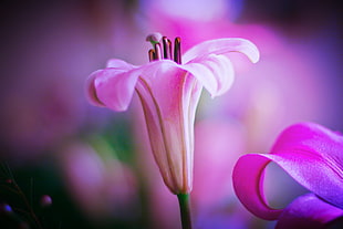 pink flower photo