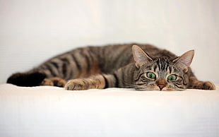 gray tabby cat lying on white textile