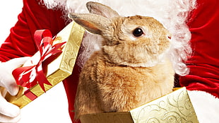 brown rabbit inside the box HD wallpaper