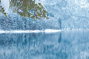snow covered trees in front of body of water
