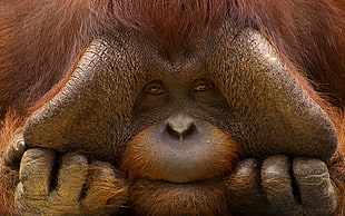 brown gorilla HD wallpaper