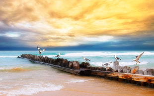 Seagulls on beach during daytime HD wallpaper