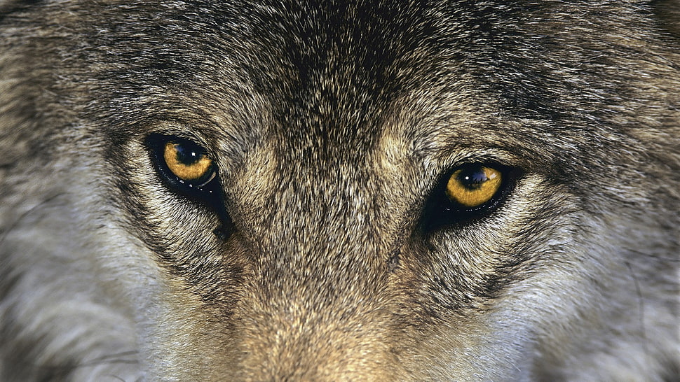 brown wolf, wolf, animals, eyes HD wallpaper