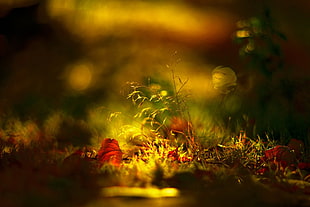 focus photo of green leaf plant