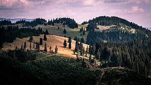 landscape photography of green trees, southern carpathians, romania