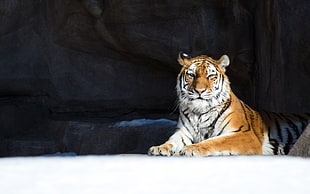 brown, black, and white tiger, tiger, snow, animals HD wallpaper