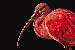 pink long beak bird